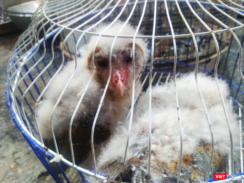 Loài Cú Lợn có tên trong Phụ lục IIB trở thành hàng hóa của chợ nông sản Loài Cú Lợn có tên trong Phụ lục IIB trở thành hàng hóa của chợ nông sản