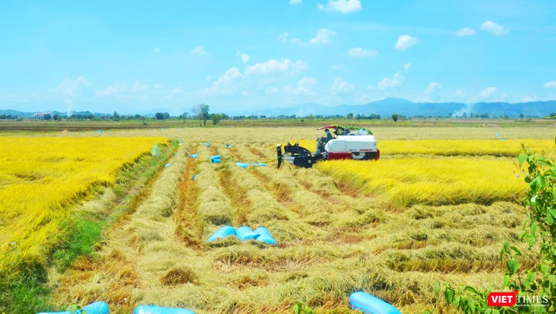 Lúa chín vàng đang vào vụ gặt ở xã Buôn Choáh Lúa chín vàng đang vào vụ gặt ở xã Buôn Choáh