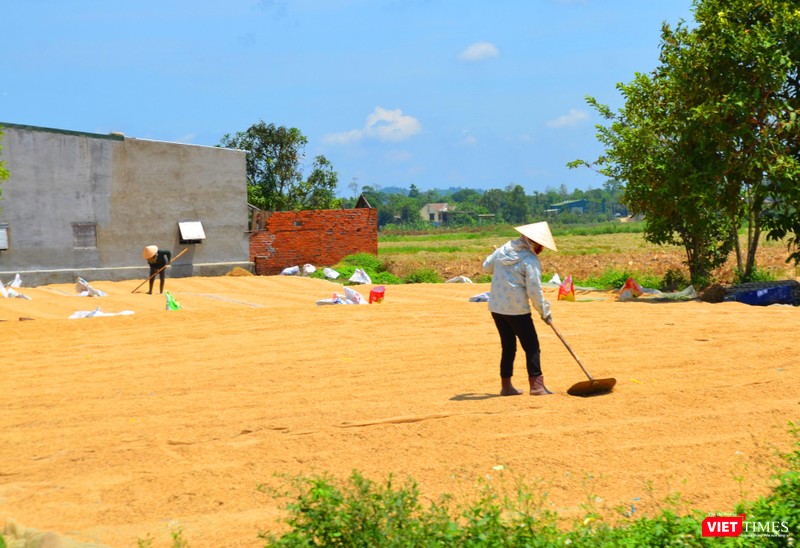 Phơi lúa bên đường Phơi lúa bên đường