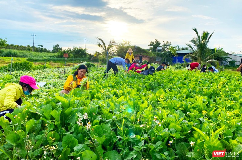 Rau Đắk Lắk được thu hái tặng TP HCM