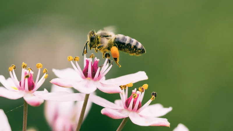 AI có thể học cách “nhìn” và nhận diện thông minh hơn nhờ chuyển động như loài ong. Ảnh: Aaron Burden/Unsplash