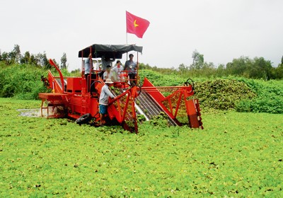 Thử nghiệm cắt lục bình tại U Minh Hạ
