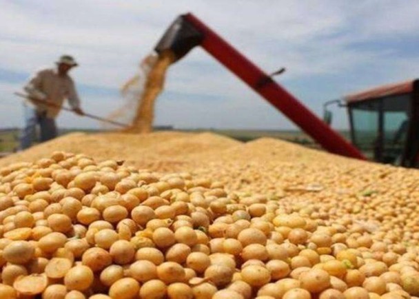 Đậu tương là mặt hàng khiến Trung Quốc chịu thiệt nhiều nhất khi trả đũa Mỹ Đậu tương là mặt hàng khiến Trung Quốc chịu thiệt nhiều nhất khi trả đũa Mỹ