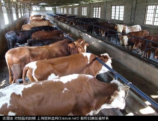 Các nhà chăn nuôi bò Australia sẽ được hưởng lợi khi thịt bò Mỹ bị Trung Quốc tăng thuế Các nhà chăn nuôi bò Australia sẽ được hưởng lợi khi thịt bò Mỹ bị Trung Quốc tăng thuế