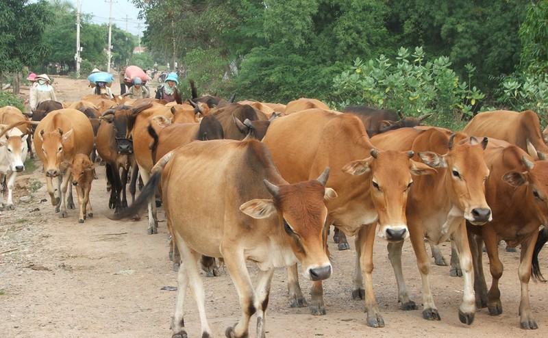 Các tổ chức, cá nhân có hoạt động chăn nuôi không được đánh đập, hành hạ vật nuôi (trâu, bò, lợn, dê…); phải có chuồng trại, không gian phù hợp với vật nuôi; cung cấp đầy đủ thức ăn, nước uống...