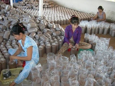 Nghề trồng nấm đem lại công ăn việc làm cho nhiều nông dân Nghề trồng nấm đem lại công ăn việc làm cho nhiều nông dân