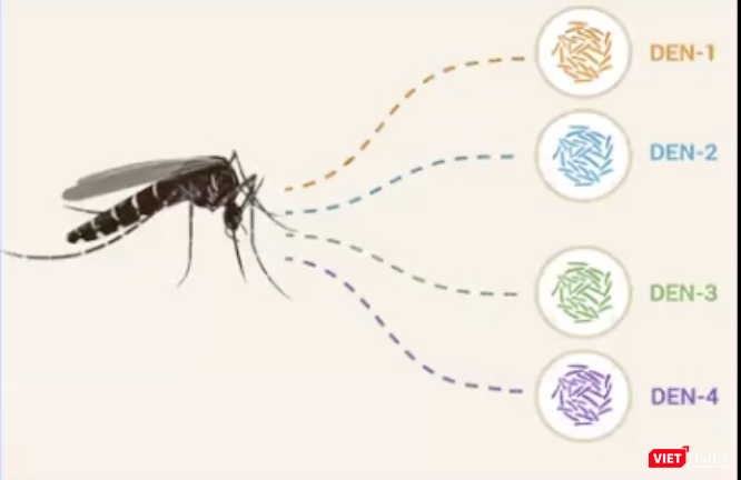 Sốt xuất huyết do virus dengue gây ra có 4 tuýp (Ảnh: Minh Thúy)