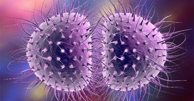 Vi khuẩn gây bệnh lậu (Ảnh minh hoạ) Vi khuẩn gây bệnh lậu (Ảnh minh hoạ)