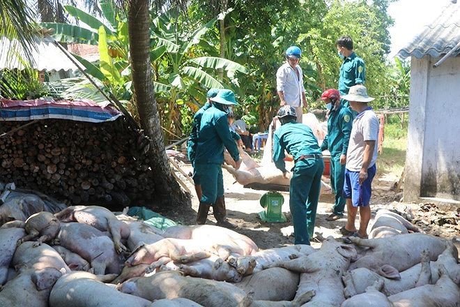 Mới đây, Chính phủ đã ban hành quy định mới về hỗ trợ tiêu hủy DTLCP cho người dân và doanh nghiệp chăn nuôi lợn Mới đây, Chính phủ đã ban hành quy định mới về hỗ trợ tiêu hủy DTLCP cho người dân và doanh nghiệp chăn nuôi lợn