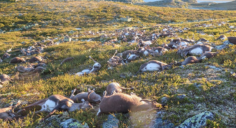 Na Uy: Hơn 300 con tuần lộc chết vì sét đánh trên cao nguyên Hardangervidda.