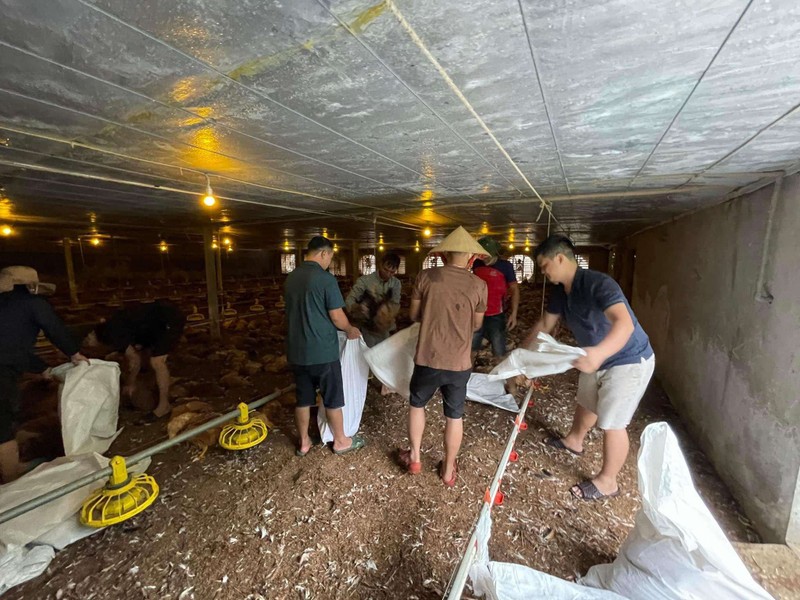 Khoảng 9.000 con gà chết ngạt gia đình anh Huy ước tính thiệt hại hơn 1,3 tỷ đồng (Ảnh: Dũng Nguyễn Quân) Anh 1.jpg