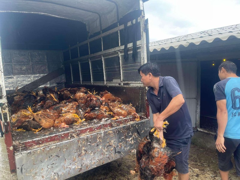 Người dân mang gà ra điểm tập kết tiêu thụ giúp chủ trang trại (Ảnh: Dũng Nguyễn Quân) Anh 2.jpg