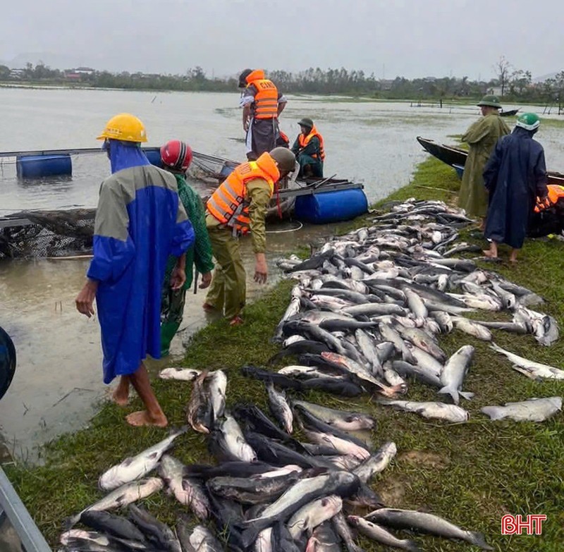Khoảng 20 tấn cá lồng bè chết trắng do ảnh hưởng của cơn bão số 10. Ảnh: Báo Hà Tĩnh. Anh 1.jpg