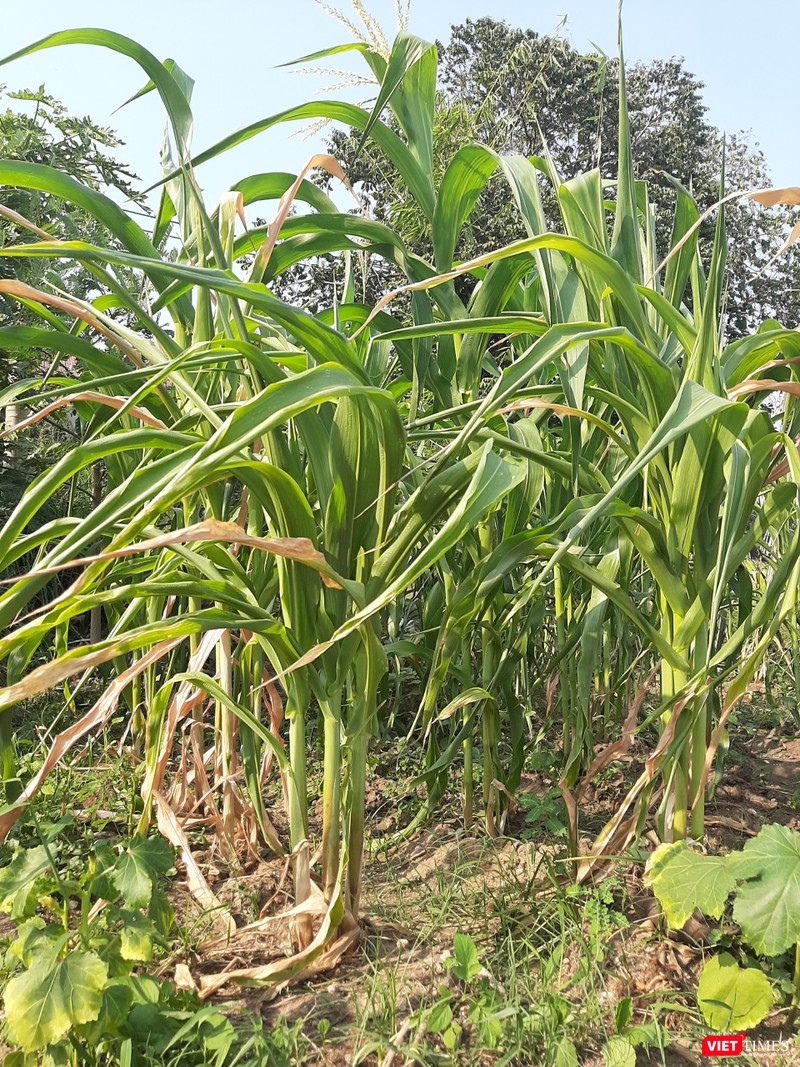 Vài lá bắp đã héo do vừa qua không có thời gian chăm sóc, ai hỏi mua anh Phương đều nhất định không bán. Ảnh: Nguyễn Trăm Vài lá bắp đã héo do vừa qua không có thời gian chăm sóc, ai hỏi mua anh Phương đều nhất định không bán. Ảnh: Nguyễn Trăm