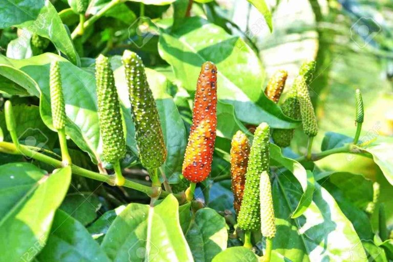 Tiêu lốt (Piper longum Linn) là loại gia vị có chứa thành phần chính là tinh dầu, thường được dùng để điều trị một số bệnh thông thường như: ho, long đờm, dị ứng, kháng viêm. Ảnh minh họa: Internet Tiêu lốt (Piper longum Linn) là loại gia vị có chứa thành phần chính là tinh dầu, thường được dùng để điều trị một số bệnh thông thường như: ho, long đờm, dị ứng, kháng viêm. Ảnh minh họa: Internet