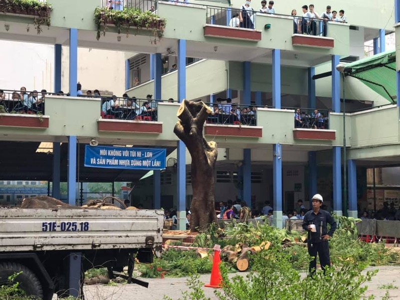Trường THCS Bạch Đằng cắt hết cây xanh sau sự cố ngày 26/5. Ảnh: Vietnamnet Trường THCS Bạch Đằng cắt hết cây xanh sau sự cố ngày 26/5. Ảnh: Vietnamnet