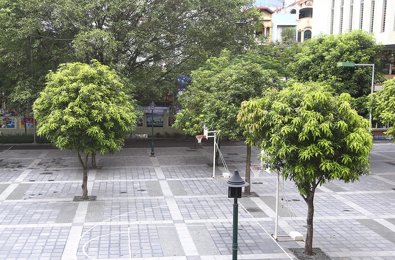 Trồng cây trên sân bê tông khiến cây dễ bị đổ. Ảnh: Internet