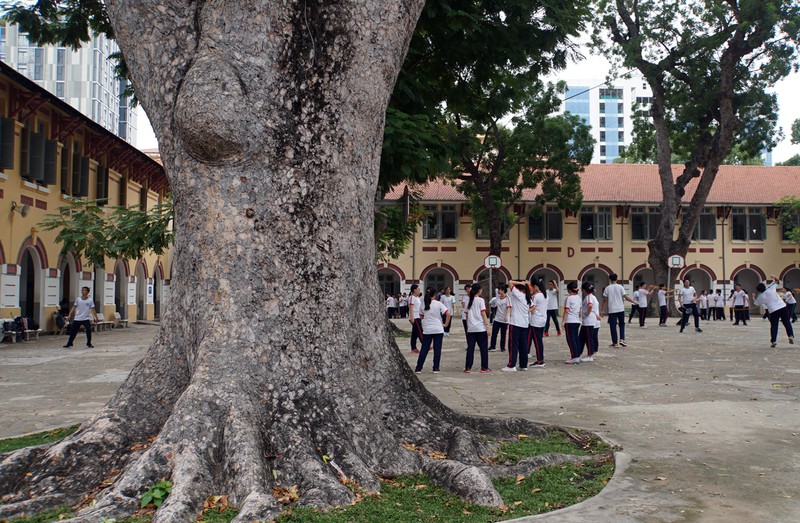Với cây lớn tuổi, cần đưa vào đối tượng diện theo dõi sát sao, thường xuyên để có phương án đảm bảo an toàn. Ảnh: VNE