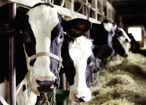 Giết mổ động vật cũng cần phải nhân văn. Ảnh: Internet