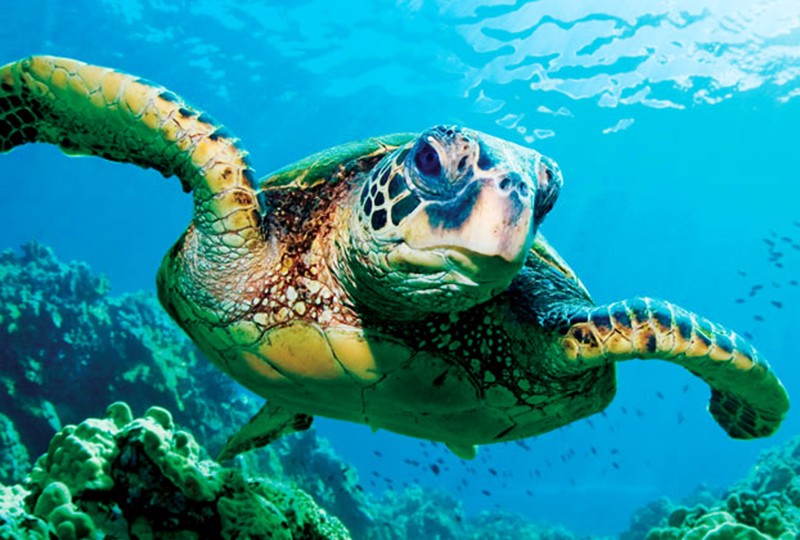 Các nước nỗ lực xây dựng Luật, phát triển công nghệ giám sát,...để bảo vệ động vật, động vật hoang dã. Ảnh: Internet