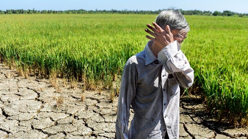 Nông dân khóc ròng trong hạn mặn 2020. Ả: Vietnamnet