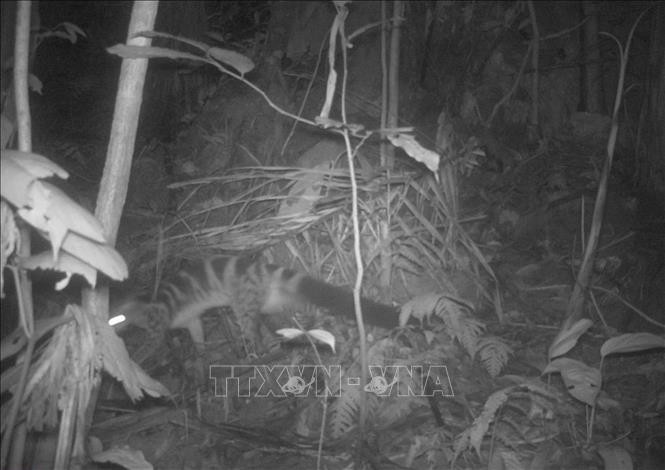 Cầy vằn Bắc tại Khu bảo tồn thiên nhiên Pù Luông. Ảnh: TTXVN Cầy vằn Bắc tại Khu bảo tồn thiên nhiên Pù Luông. Ảnh: TTXVN