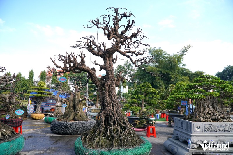 Cây khế cao 4 mét được chủ nhân rao bán hơn 2 tỷ đồng. Khe1.JPG