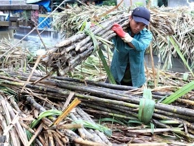 Cần cơ chế đấu thầu nhập khẩu đường rộng rãi và cơ chế đấu thầu kép.