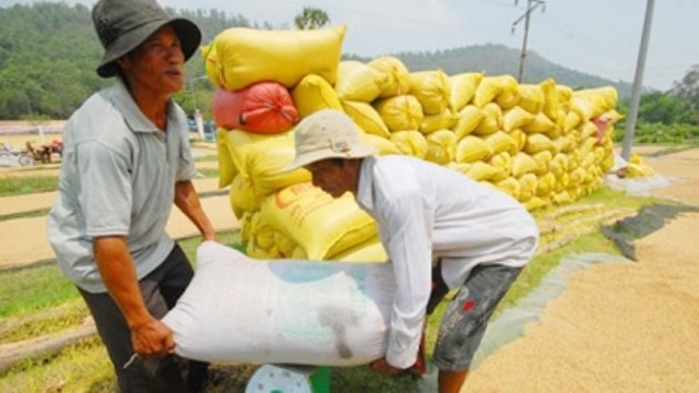 Tranh nhau mua lúa tạm trữ