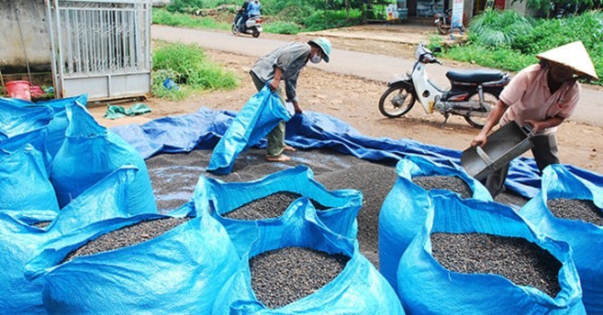 Đề phòng thương lái Trung Quốc làm rối loạn thị trường hồ tiêu