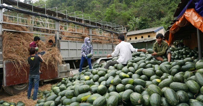 Hơn chục thương lái Trung Quốc chi phối dưa hấu Việt Nam