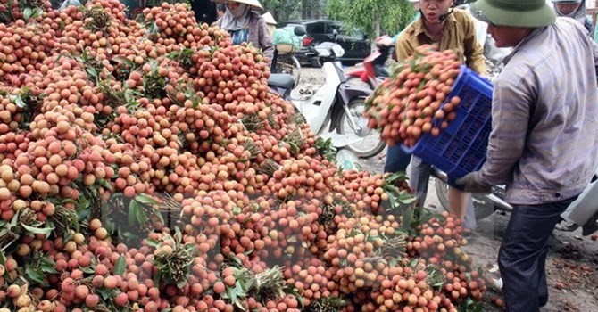 Tập kết, vận chuyển vải đi tiêu thụ ở huyện Thanh Hà (Hải Dương)