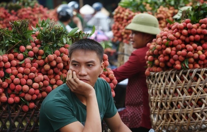 Mùa vải 2015: Vẫn phải trông chờ thị trường nội và xuất Trung Quốc