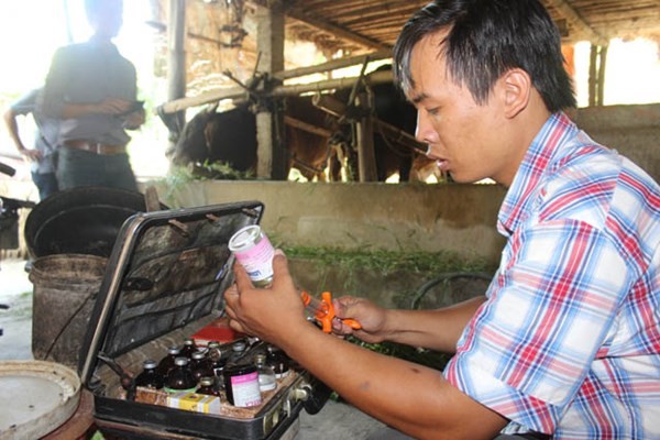 Khi trâu bò của người dân bị bệnh, theo hợp đồng bảo hiểm, anh Đại và các cán bộ thú y của HTX lập tức xuống thăm khám bảo đảm cho gia súc lành bệnh.