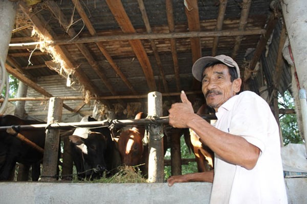 Ông Lắm ở thôn Bảo An Đông có 6 con bò. Tính sơ sơ ông có vài trăm triệu đồng lúc xuất bán.