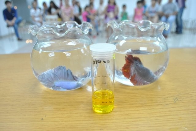 Một người dân đã trưng ra một bể cá cảnh với hai con cá đã chết. Họ cho rằng, nguồn nước sinh hoạt của họ vào ngày 19-10 có hàm lượng clo vượt quá chỉ tiêu cho phép. Ảnh: Mạnh Tùng