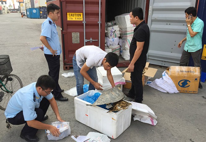 Cán bộ Hải quan Hải Phòng kiểm đếm số xác động vật hoang dã được phát hiện - Ảnh: Hải quan Hải Phòng cung cấp Cán bộ Hải quan Hải Phòng kiểm đếm số xác động vật hoang dã được phát hiện - Ảnh: Hải quan Hải Phòng cung cấp