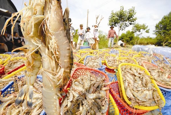 Xuất khẩu thủy sản đang gặp bất lợi do nguồn nguyên liệu không đảm bảo chất lượng, vệ sinh. Ảnh: LÊ HOÀNG VŨ