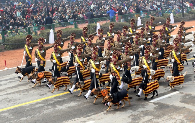 Đội chó nghiệp vụ.