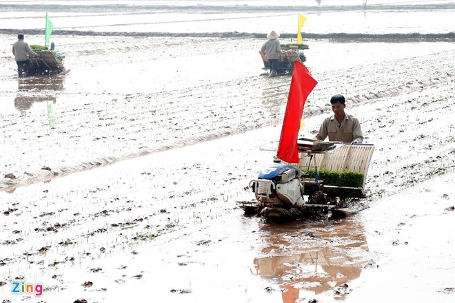 Sau khi khai mạc, người dân xã Nam Triều (huyện Phú Xuyên) bắt đầu gieo cấy vụ xuân.
