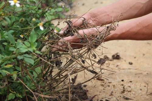 Bất an sau sự cố vỡ ống dẫn nước có chứa xút tại tổ hợp bau-xít ảnh 1