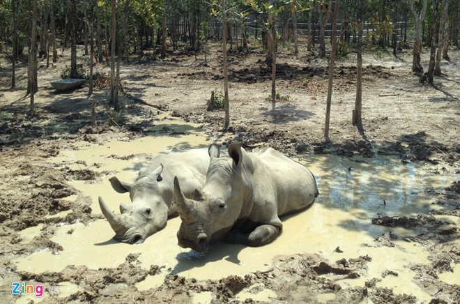 Thú chết ở Vinpearl Safari: Những con số bất thường ảnh 1 Thú chết ở Vinpearl Safari: Những con số bất thường ảnh 1