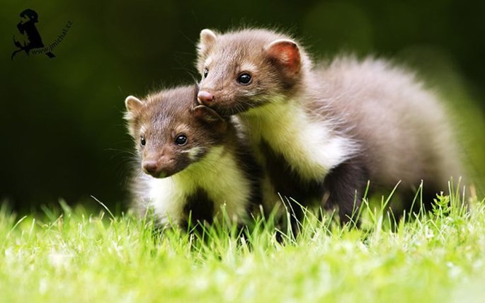 Một con chồn phá hỏng cỗ máy khoa học 7 tỉ USD ảnh 1