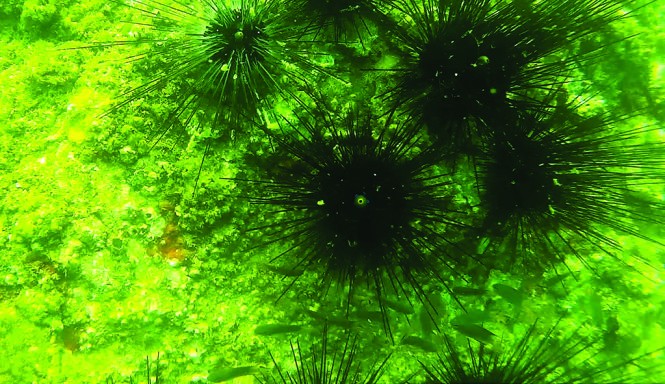 Điểm lặn thứ hai tại Bến Cá cho thấy một số cá bơi trên rạn san hô và nhiều con nhím biển sống - Ảnh từ clip của thợ lặn Phạm Văn Hoàn