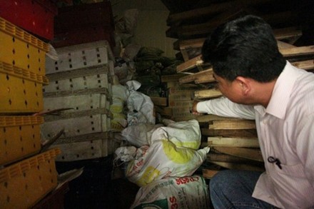 Vựa cá Sơn Thủy dồn ứ gần 100 tấn cá hoang mang vì không biết lúc nào mới tiêu thụ được. Ảnh: Hưng Thơ. Vựa cá Sơn Thủy dồn ứ gần 100 tấn cá hoang mang vì không biết lúc nào mới tiêu thụ được. Ảnh: Hưng Thơ.