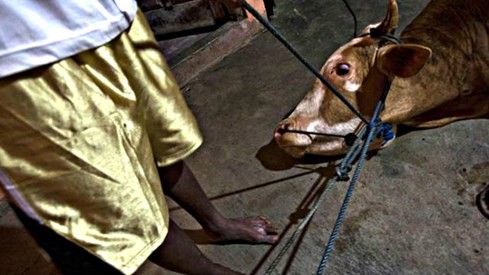 Úc điều tra lò mổ Việt Nam vì cáo buộc ngược đãi gia súc ảnh 1 Úc điều tra lò mổ Việt Nam vì cáo buộc ngược đãi gia súc ảnh 1