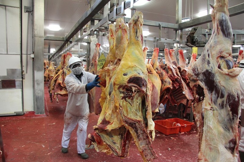 Sau khi bị sốc điện và bất tỉnh, bò được treo lên móc. Vài giây sau đó, người ta dùng thiết bị chuyên dụng cắt vào động mạch của nó để “tháo máu”. Vì con vật đã bất tỉnh nên nó không hề cảm nhận được đau đớn trong quá trình này. Ảnh:Jesspryles.com