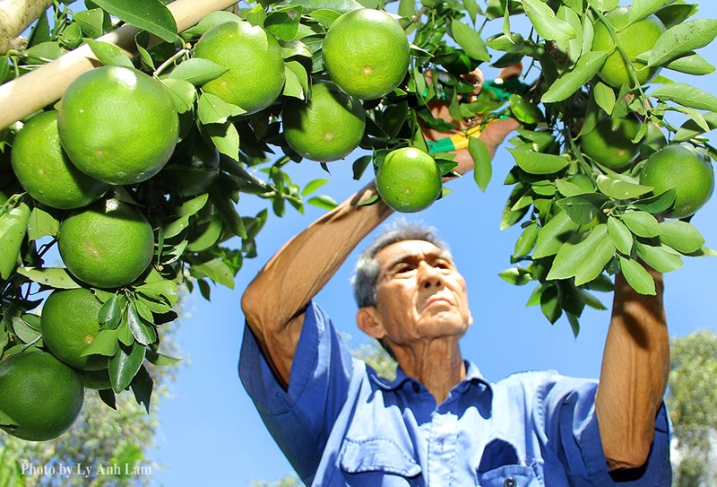 Quýt Tiều Lai Vung, Đồng Tháp (ảnh Hoà Bình)