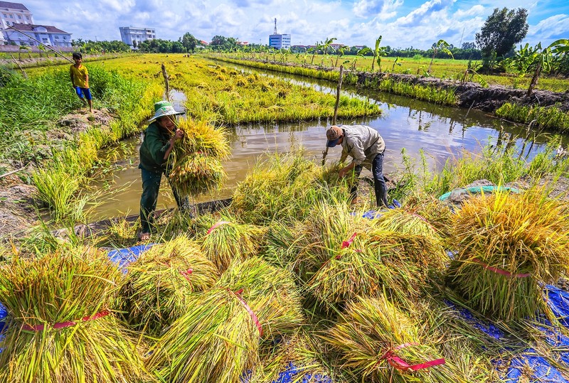 Thu hoạch lúa ở Hậu Giang. Ảnh: Lý Anh Lam