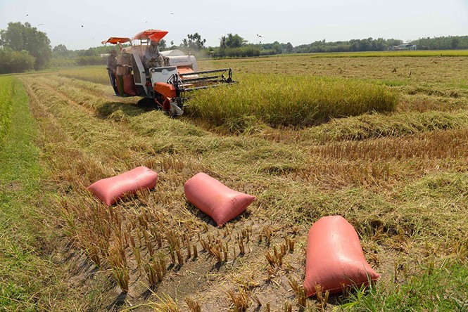 VN cần được khắc phục tình trạng làm nông manh mún ẢNH: DIỆP ĐỨC MINH